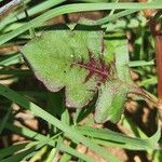 Oxygonum sinuatum Leaf