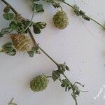 Medicago rigidula Libunga