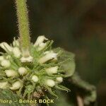 Marrubium echinatum Plod