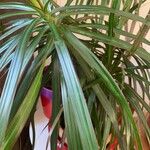 Dracaena reflexa叶