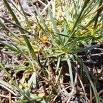 Dianthus sylvestris Leht