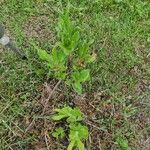 Rhododendron calendulaceumList