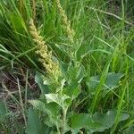 Chenopodium bonus-henricus Leaf