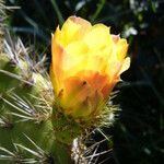 Opuntia oricola Flor