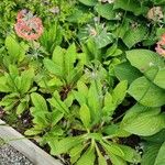 Primula bulleyana অভ্যাস
