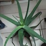 Aloe vera Hábito