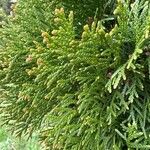 Thuja plicataFrunză