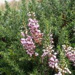 Erica vagans Muu