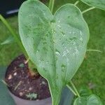 Alocasia cucullataपत्ता