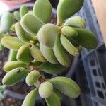 Crassula rogersii Yaprak