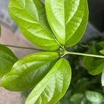 Amphilophium paniculatum Leaf