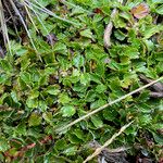 Azorella crenata Celota