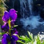 Aconitum napellus Floare