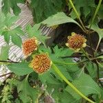 Tithonia diversifolia 果実