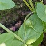 Lysimachia arvensis Fruit