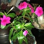 Catharanthus roseusBlomst