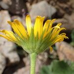 Doronicum grandiflorum Blomst