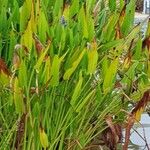 Pontederia cordata Leaf