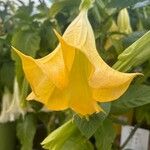 Brugmansia versicolorBlomst