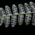 Dryopteris cochleata Blatt