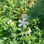 Saponaria officinalisЦветок