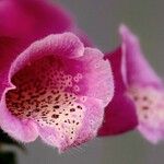 Digitalis thapsi Kwiat