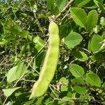 Canavalia rosea Fruit