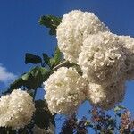 Viburnum macrocephalum Blüte