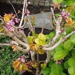 Cercis chinensis موطن