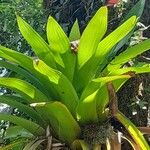 Tillandsia australis Leaf