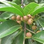 Ficus pertusa Folha