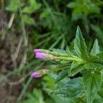 Epilobium alpestre Deilen