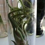 Tillandsia paucifolia 葉