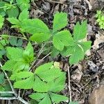 Sanicula canadensis Feuille