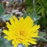 Hieracium pannosum Flower