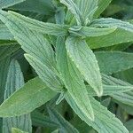 Mimulus ringens Leaf