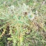 Echinops echinatus Flor