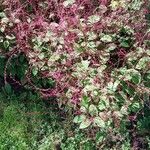 Persicaria virginiana Flor