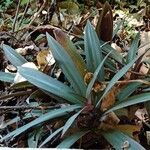 Tradescantia spathacea Blatt