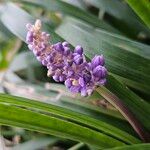 Liriope muscari 花