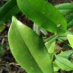 Garcinia intermedia Leaf