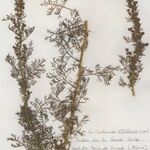 Artemisia chamaemelifolia Buveinė