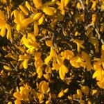 Genista scorpius Lorea