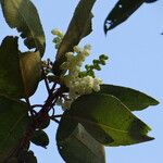 Arbutus xalapensis Blad