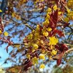 Acer platanoides Fleur