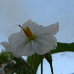 Solanum bonariense Flower