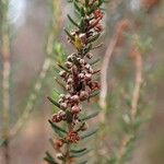 Erica scoparia Fruto