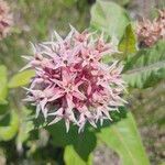 Asclepias speciosa Flor