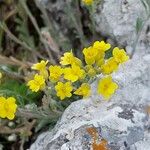 Alyssum diffusum Flower