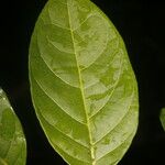 Forsteronia myriantha Leaf